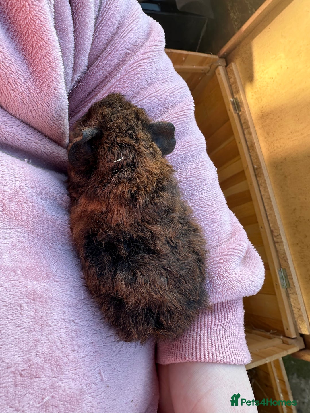 Guinea Pig rodents for sale: Male baby guinea pigs - Advert 3