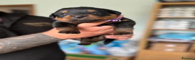 Rottweiler 10