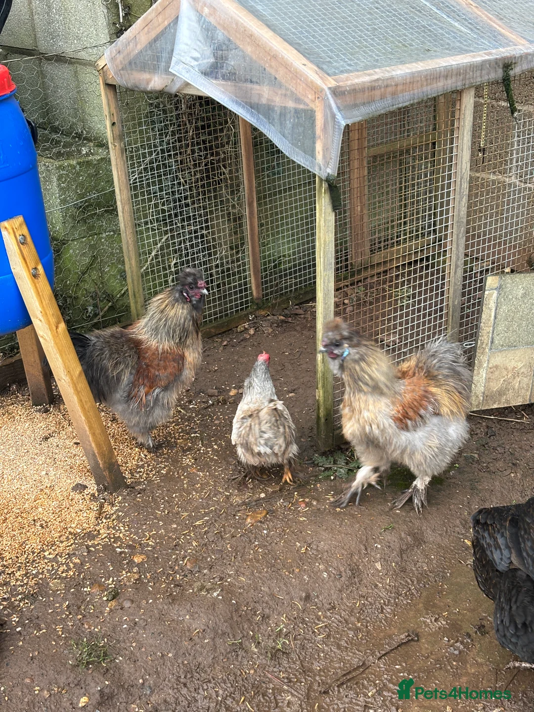 Chickens poultry for sale: Silkie Cockeral - Advert 6