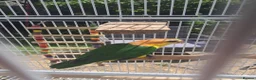 Parrots birds for sale: Silly Tame, Young, Male Yellow Thighed Caique - Advert 2