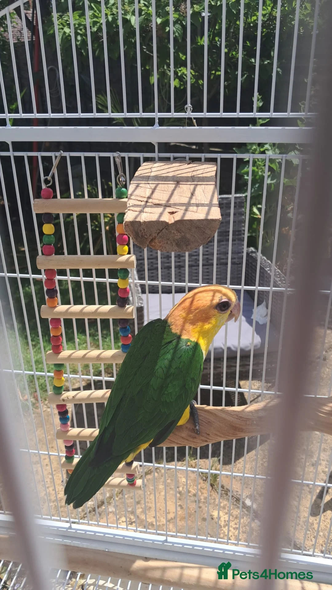 Parrots birds for sale: Silly Tame, Young, Male Yellow Thighed Caique - Advert 2