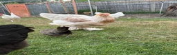 Chickens poultry for sale: Chickens for sale - Advert 10