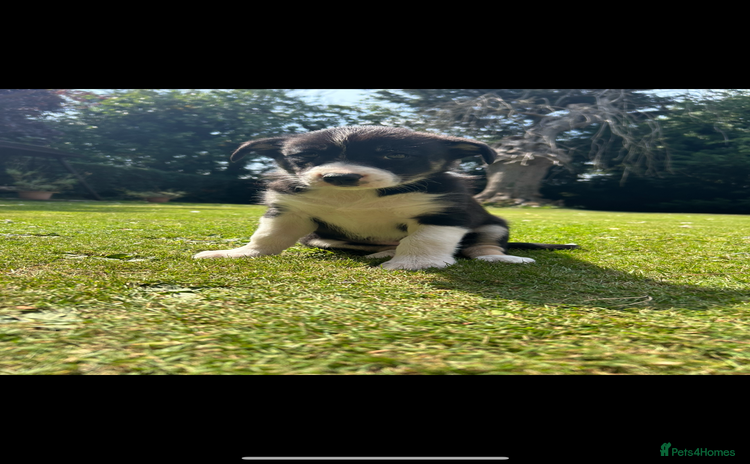 Border Collie dogs - Advert 1