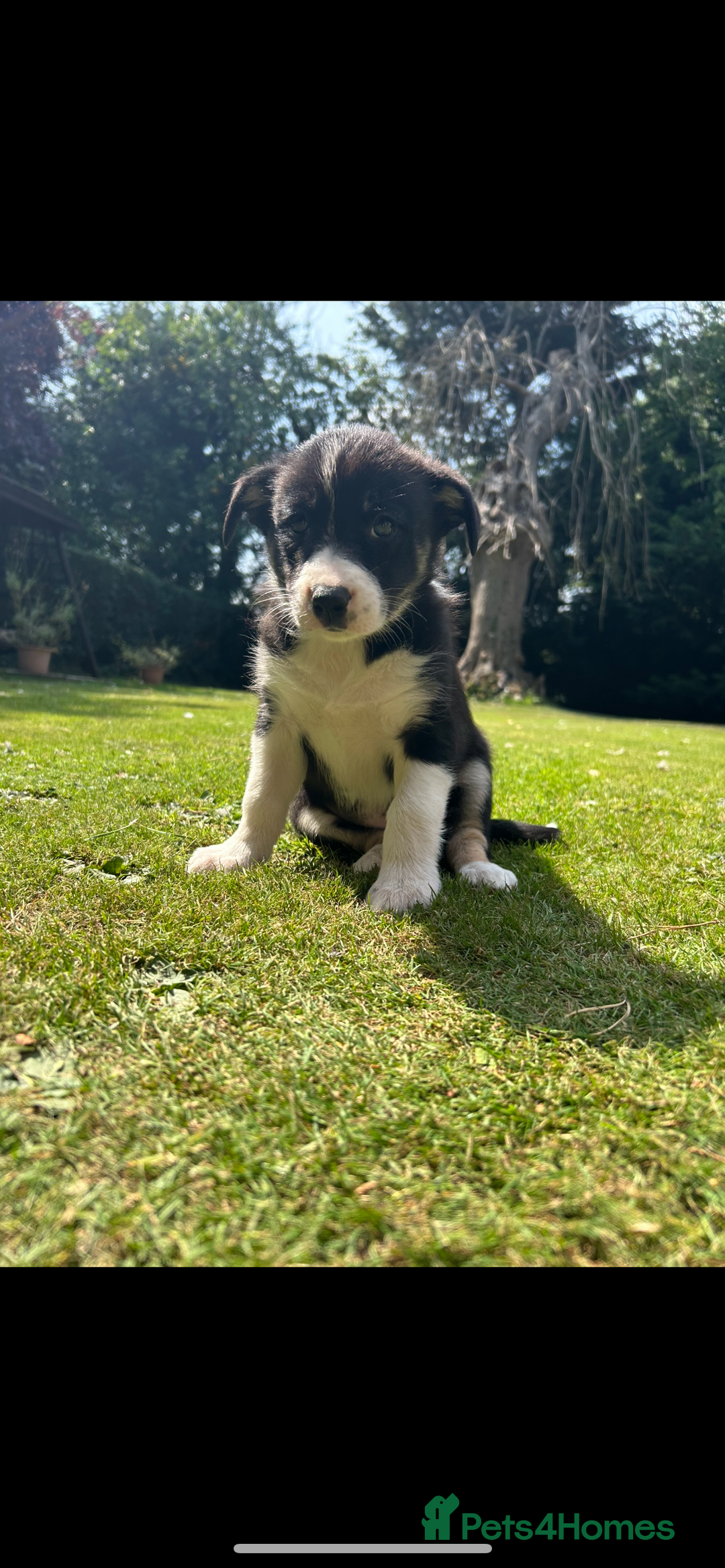 Border Collie dogs for sale: Gorgeous Border Collie Puppies  - Image 1