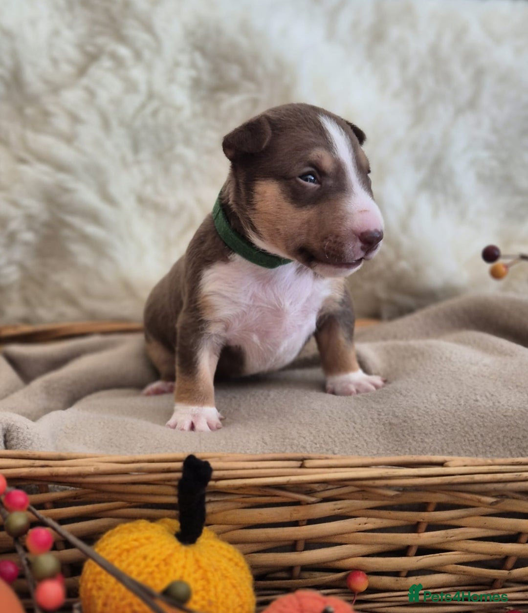 Miniature Bull terrier dogs for sale: 🐾 Exclusive Miniature Bull Terrier Puppies 🐾 - Image 5