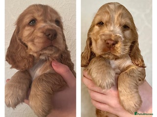 Cocker Spaniel dogs *2 GIRLS LEFT *KC registered show cocker spaniels - Advert 6
