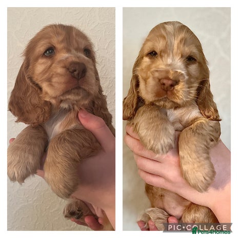Cocker Spaniel dogs *2 GIRLS LEFT *KC registered show cocker spaniels - Advert 3
