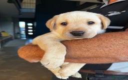 Labrador Retriever dogs for sale: KC Lab puppies - Image 7