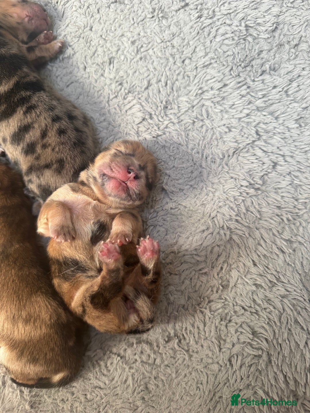 Chow Chow dogs for sale: 5 beautiful Chowchow puppies  - Advert 2