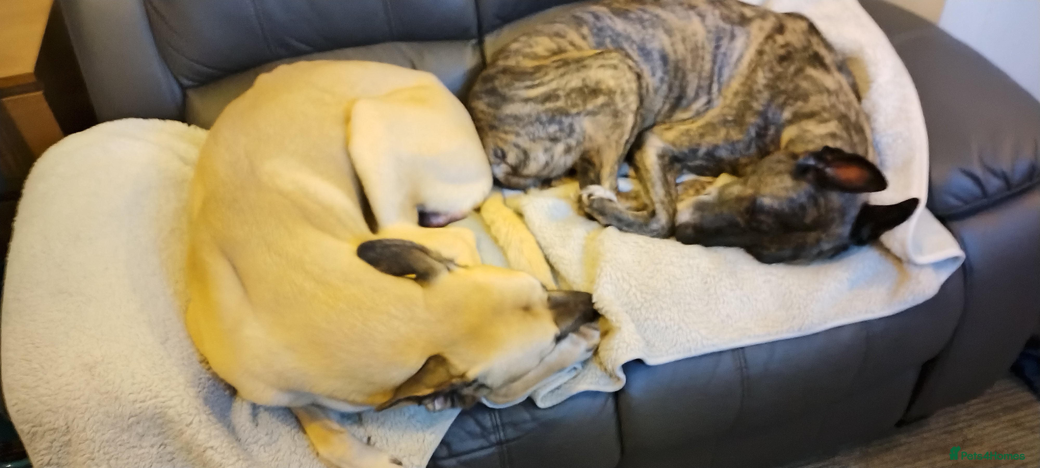 Mixed Breed dogs i bull greyhound  - Advert 3