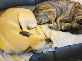 Mixed Breed dogs i bull greyhound - Advert 14