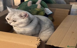 Scottish Fold cats for sale: Rehoming my lovely cats - Image 2