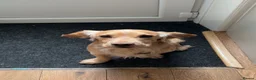 Cocker Spaniel dogs for stud: male dog for STUD ONLY - Advert 5