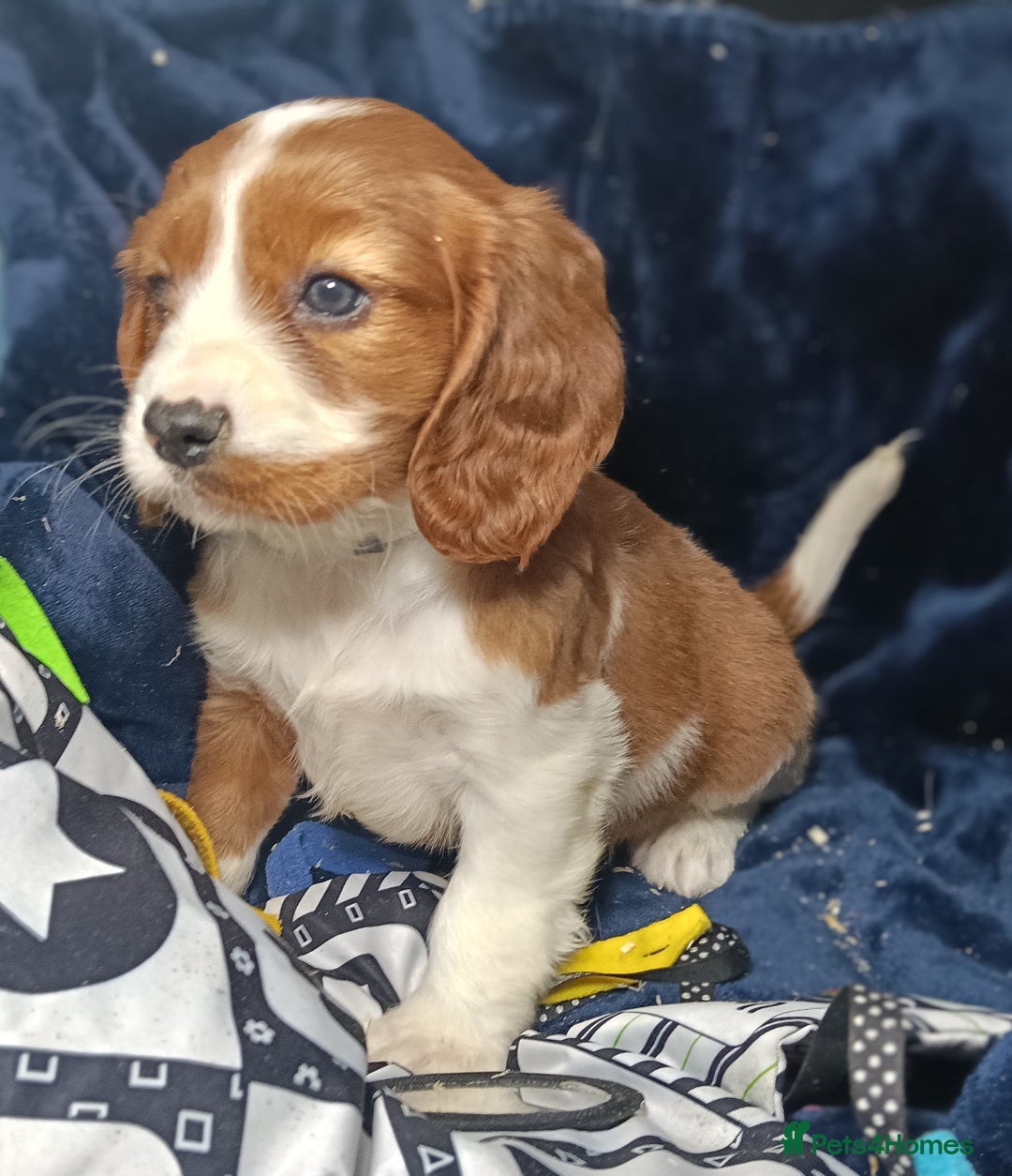 Cavalier King Charles Spaniel dogs for sale: 🩷KC Registered Cavalier King Charles Spaniels 🩷 - Image 10