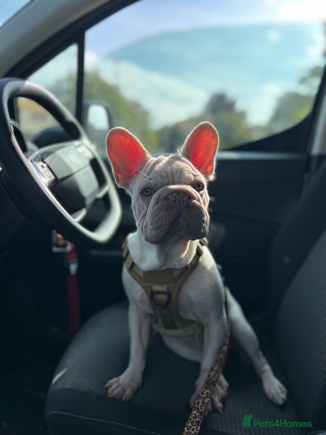 French Bulldog dogs for sale: French bulldog  - Advert 14