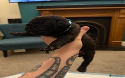 Cane Corso dogs for sale: Large Cane Corso pups - Advert 5
