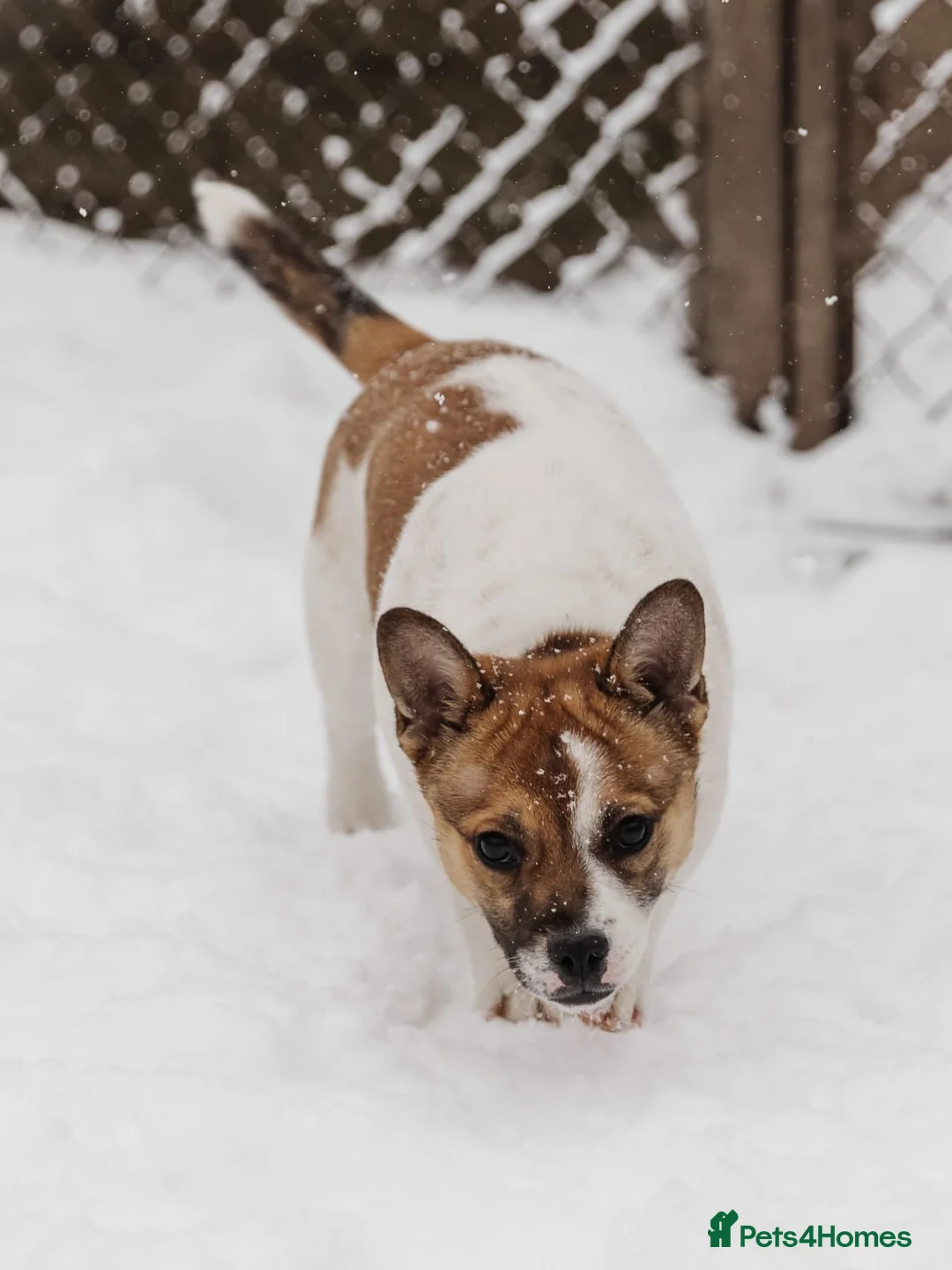 Mixed Breed dogs for adoption: 💖🐶 DEMI-MOON 🐶💖 - Advert 16