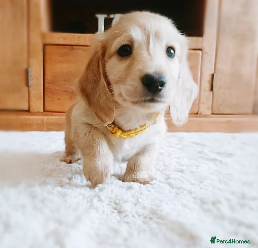 Miniature Dachshund dogs for sale: Home reared Kc registered family home - Advert 1