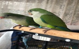 Parrots birds for sale: Beautiful baby tamed green Quaker  talking parrot  in Coventry - Image 4