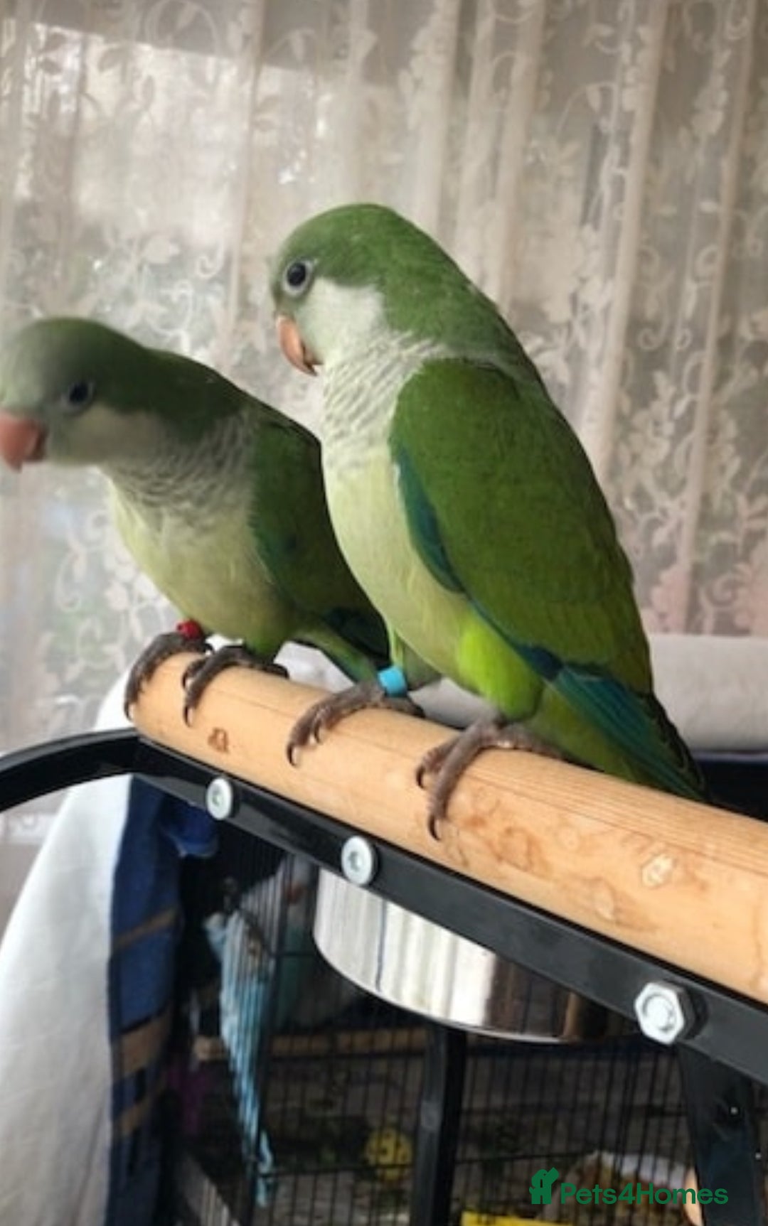 Parrots birds for sale: Beautiful baby tamed green Quaker  talking parrot  in Coventry - Image 4