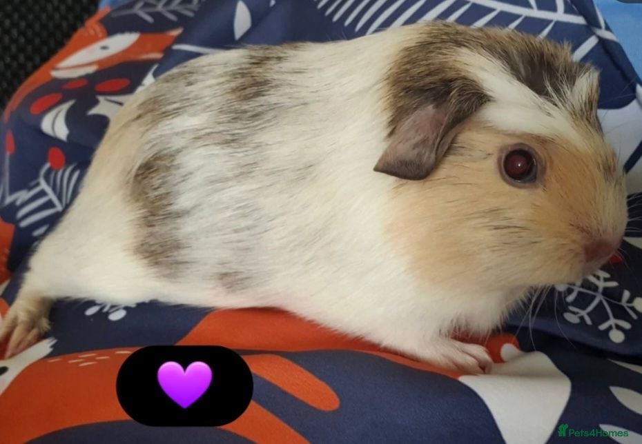 Guinea Pig rodents Beautiful guinea pigs - Advert 1