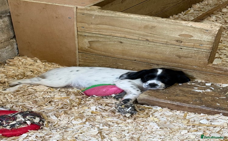 English Springer Spaniel dogs - Advert 3