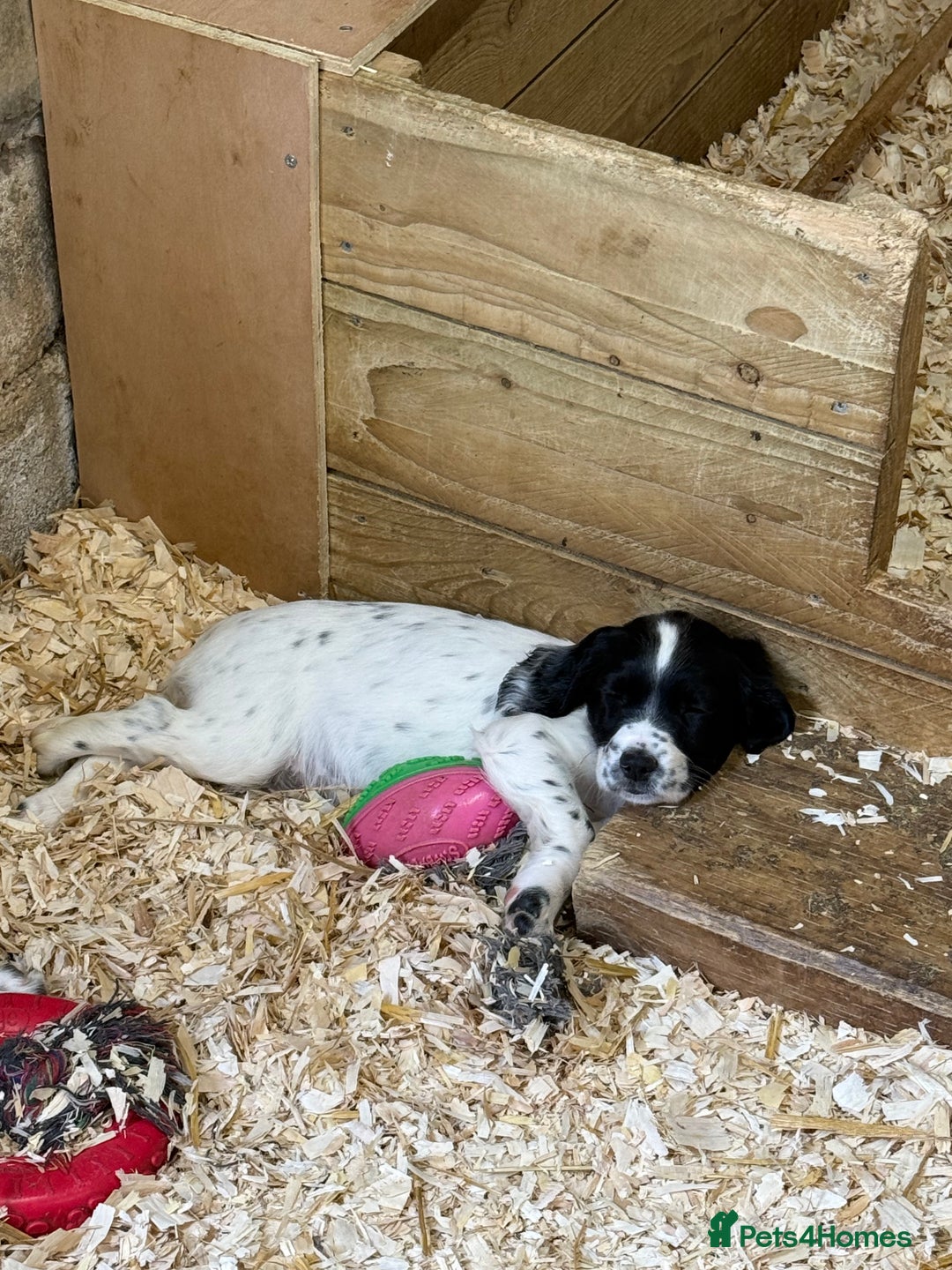 English Springer Spaniel dogs for sale: Springer spaniel puppies for sale  - Image 2