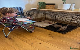 Miniature Dachshund dogs for sale: Isabella Dachshund Boys  - Image 6
