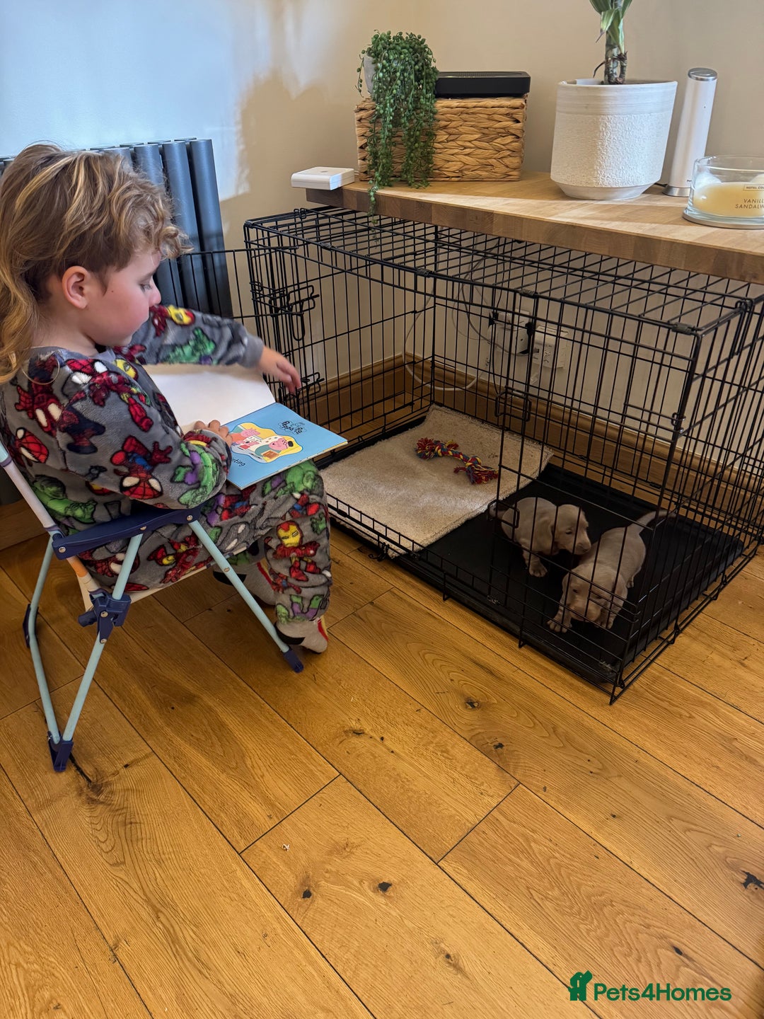 Miniature Dachshund dogs for sale: Isabella Dachshund Boys  - Image 6