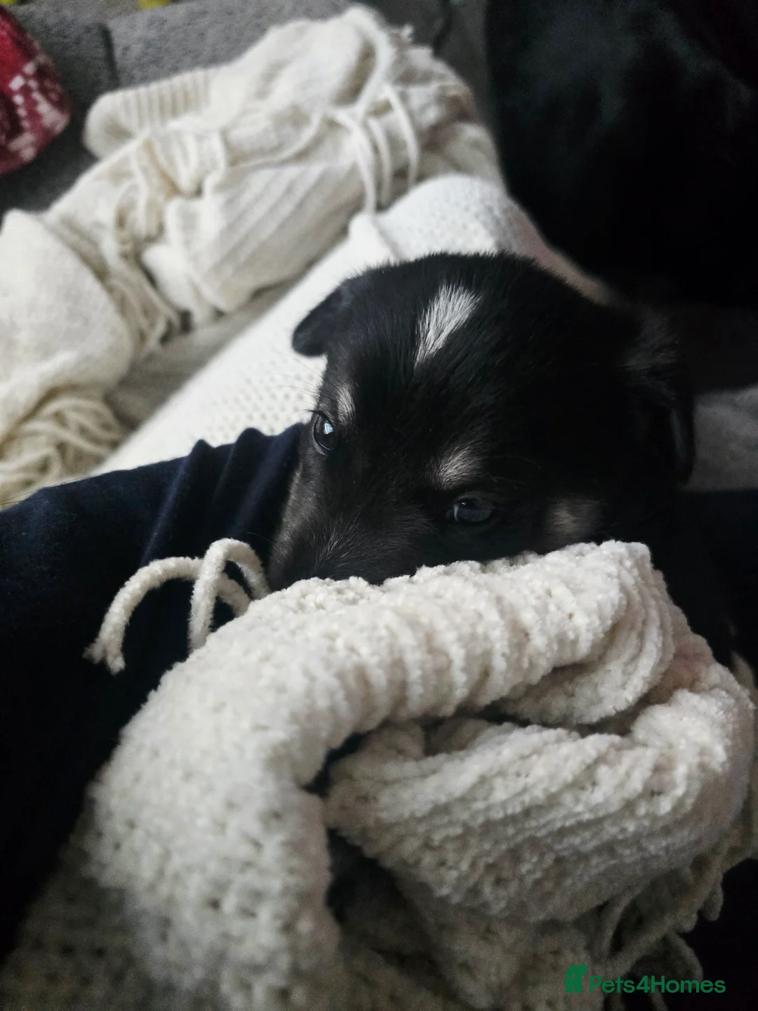 Mixed Breed dogs for sale:  Last puppy looking for his forever home ;)   - Advert 17