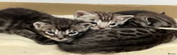 Bengal cats for sale: Rare Silver smoke Baby Bengals  in Stowmarket - Advert 2