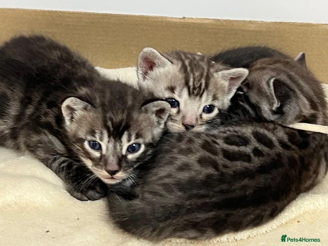 Bengal cats for sale: Rare Silver smoke Baby Bengals  in Stowmarket - Advert 2
