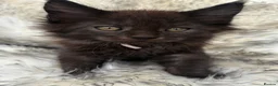 Maine Coon cats for sale: Outstanding GCCF Registered Maine Coon Kittens 🐾  - Advert 27
