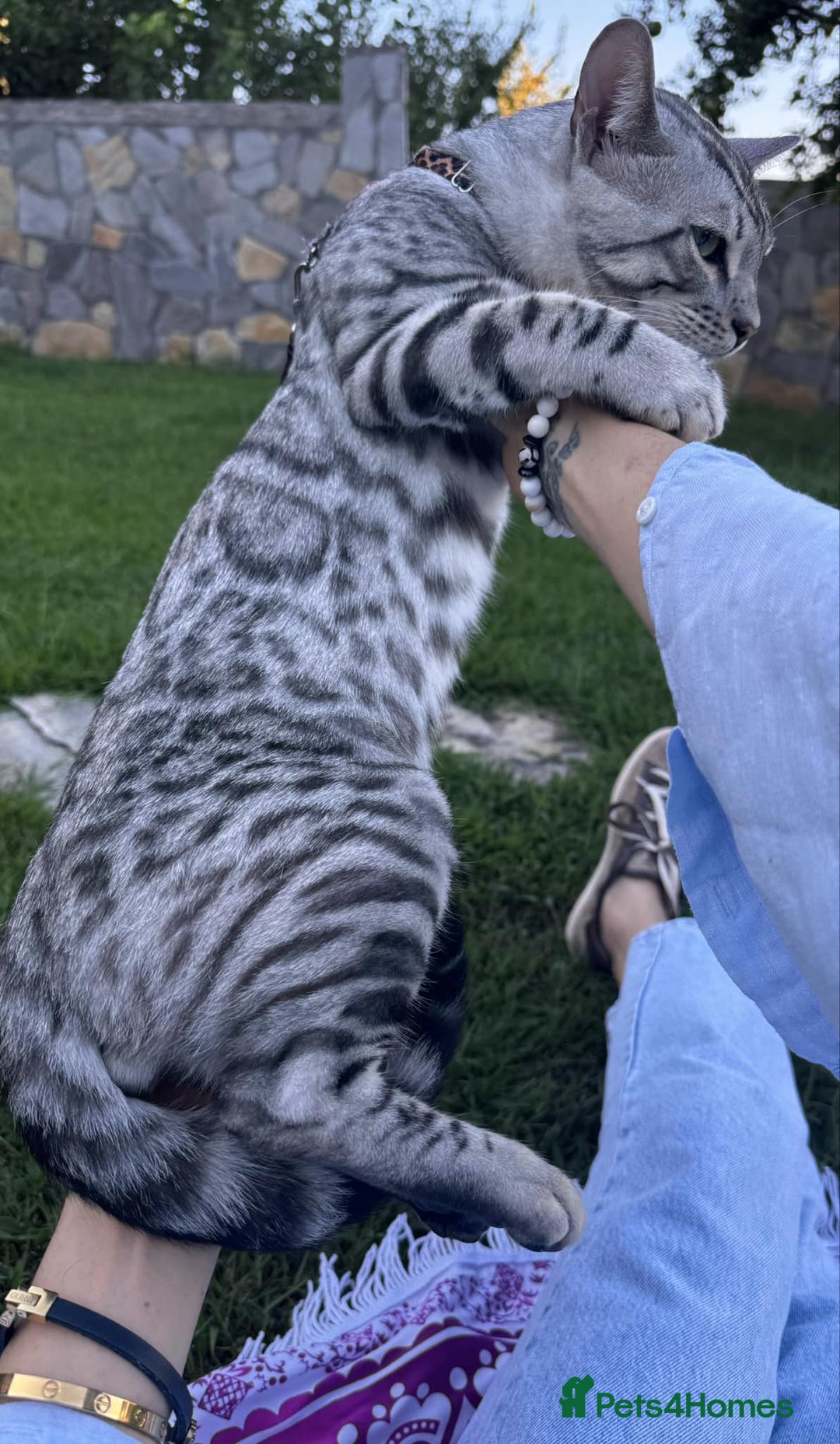 Bengal cats for sale: Stunning Silver Mature Bengal Male  - Advert 8