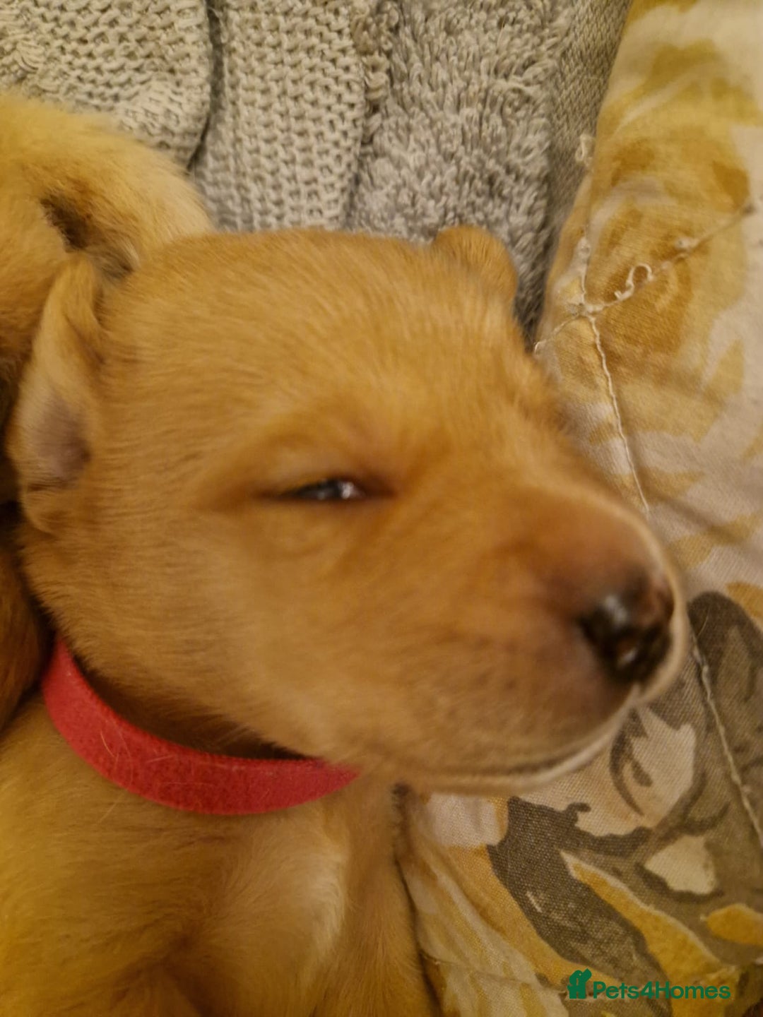 Labrador Retriever dogs for sale: Labrador puppies - Advert 14