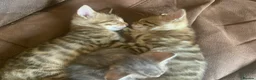 Bengal cats for sale: Stunning Bengal kitties - Advert 5