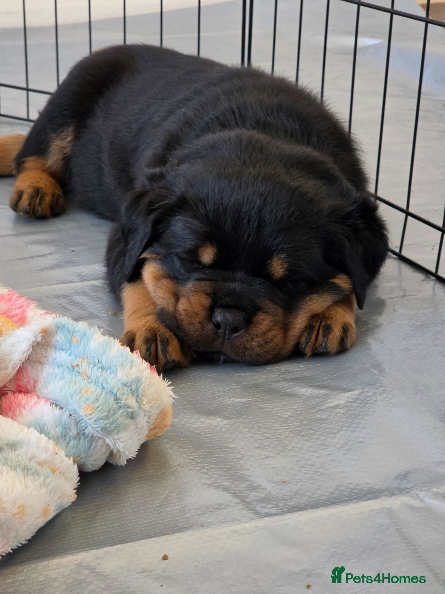 Rottweiler dogs Beautiful KC Registered Rottweiler puppies - Advert 3