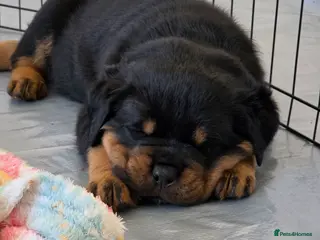 Rottweiler dogs Beautiful KC Registered Rottweiler puppies - Advert 3