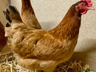 Chickens poultry Point of Lay Chickens - Advert 2