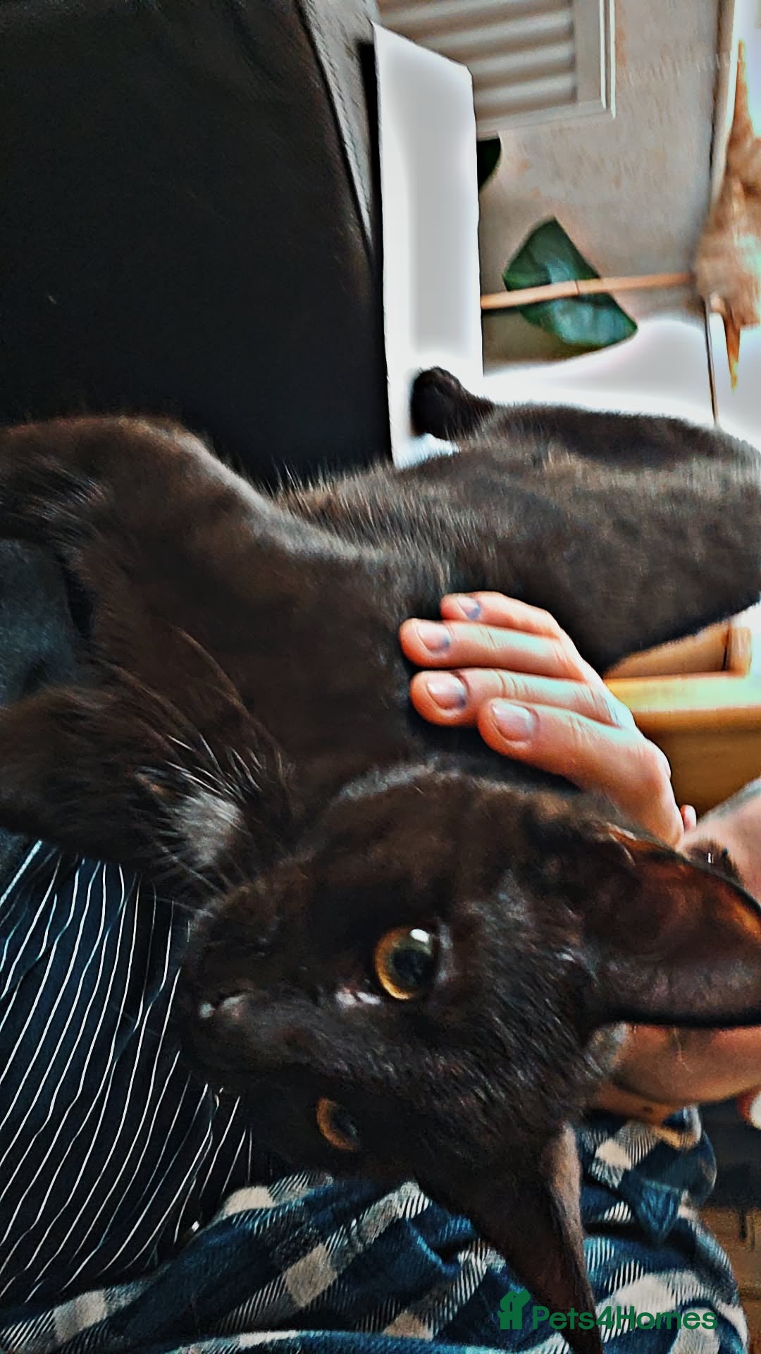 Bengal cats Void (black cat) - Advert 11