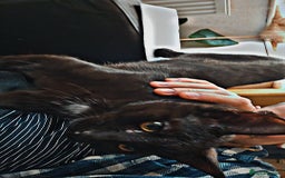 Bengal cats for sale: Void (black cat) - Advert 1