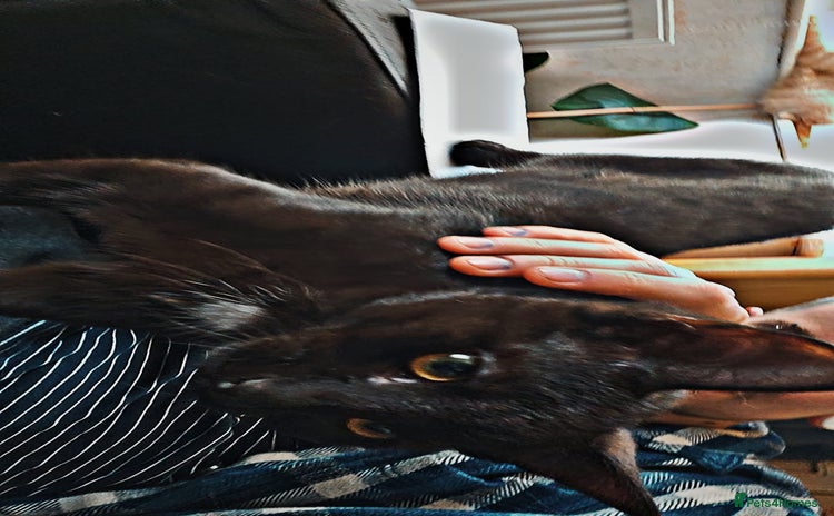 Bengal cats Void (black cat) - Advert 1