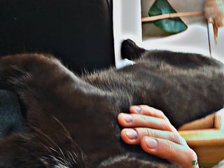 Bengal cats Void (black cat) - Advert 1