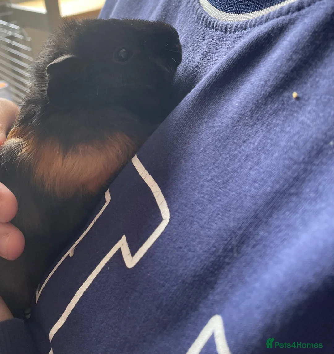Guinea Pig rodents for sale: 2 male guinea pigs in Sleaford - Advert 2