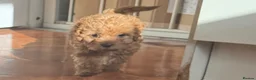 Cavapoo dogs for sale: Tiny Toy Cavapoo Puppies - Advert 20