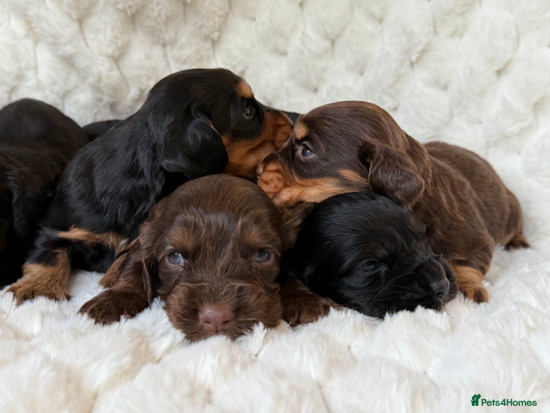 Cocker Spaniel dogs for sale: 🌟Cocker spaniel puppies🌟 - Image 4