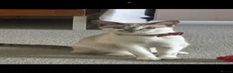 Siamese cats for sale: Siamese–Oriental mix - Advert 2