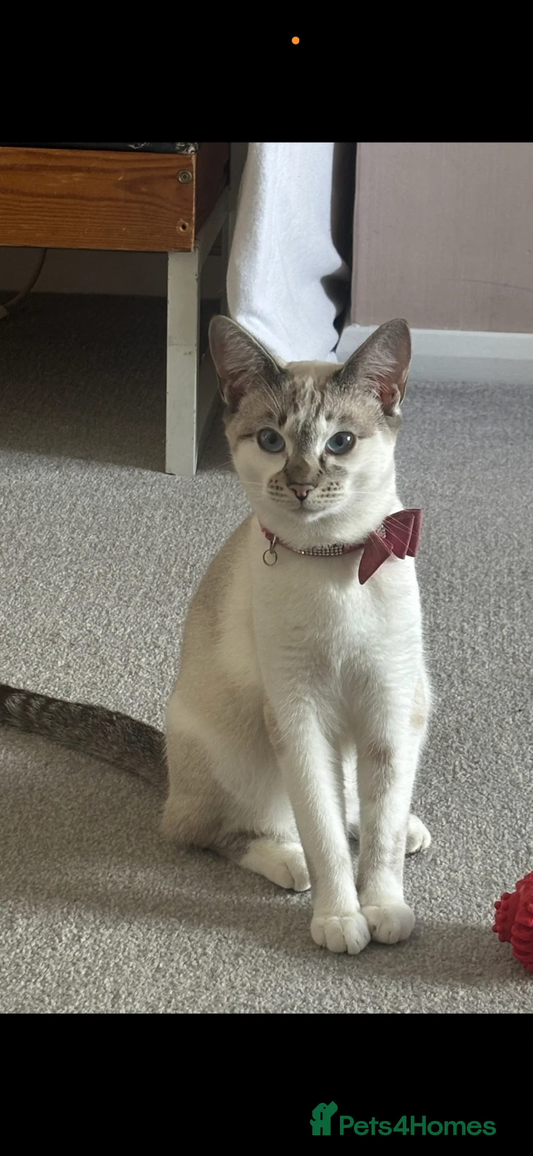 Siamese cats for sale: Siamese–Oriental mix - Advert 2