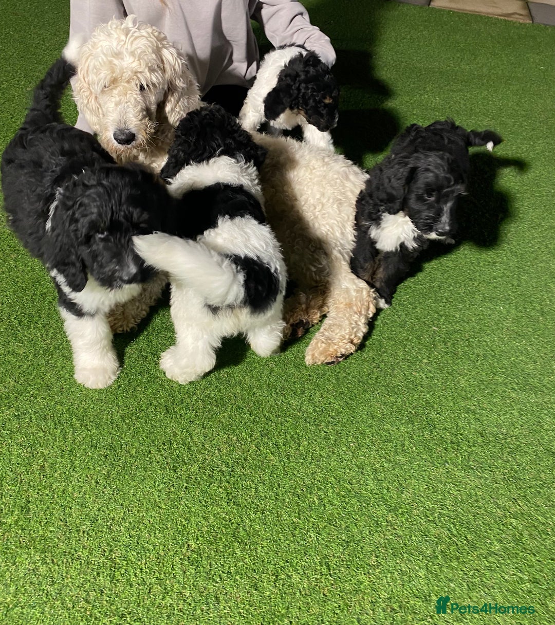 Bernedoodle dogs for sale: Tri-colour Bernedoodle  puppies  - Advert 13