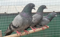 Pigeons birds for sale: X34 Pakistani Pigeons to go - Image 4